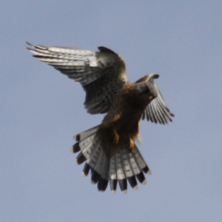 Kestrel hovering