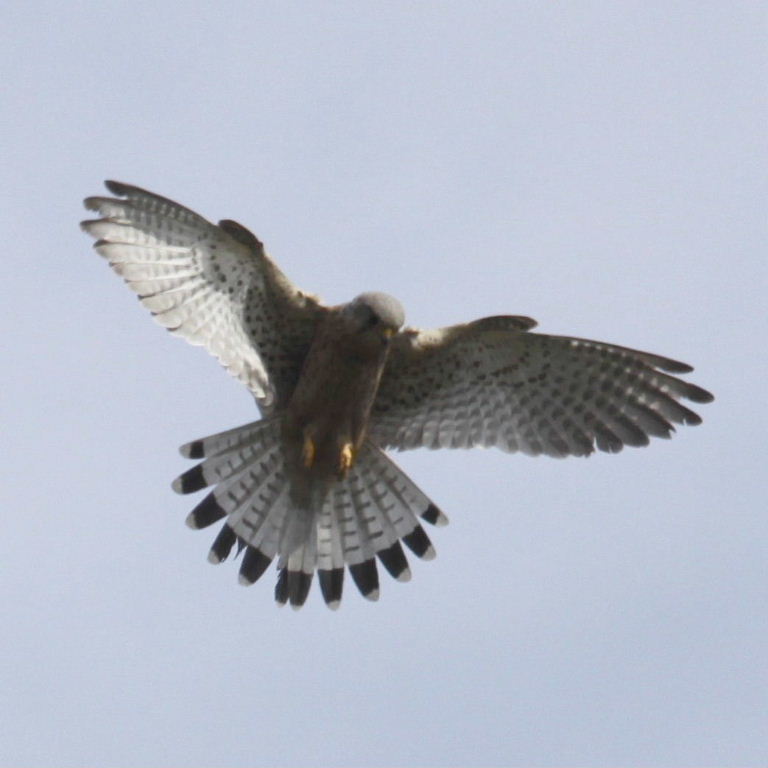 Kestrel hovering