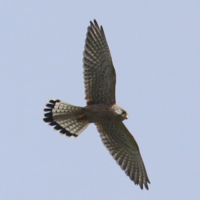 Kestrel hovering