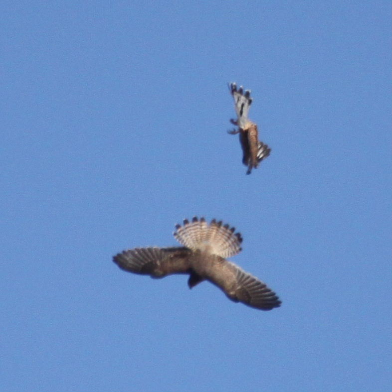 Kestrels diving for prey