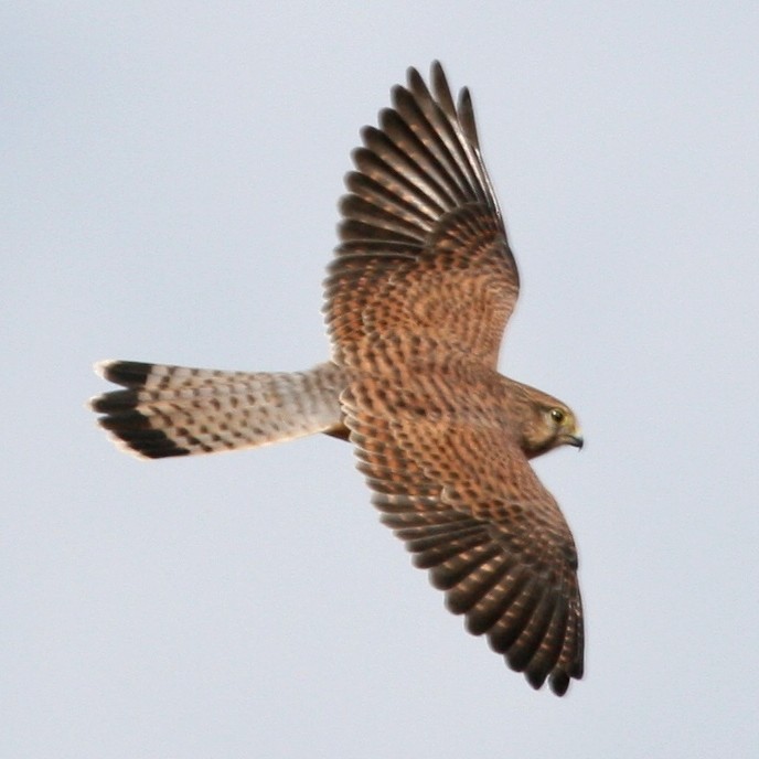 Female Kestrel in flight