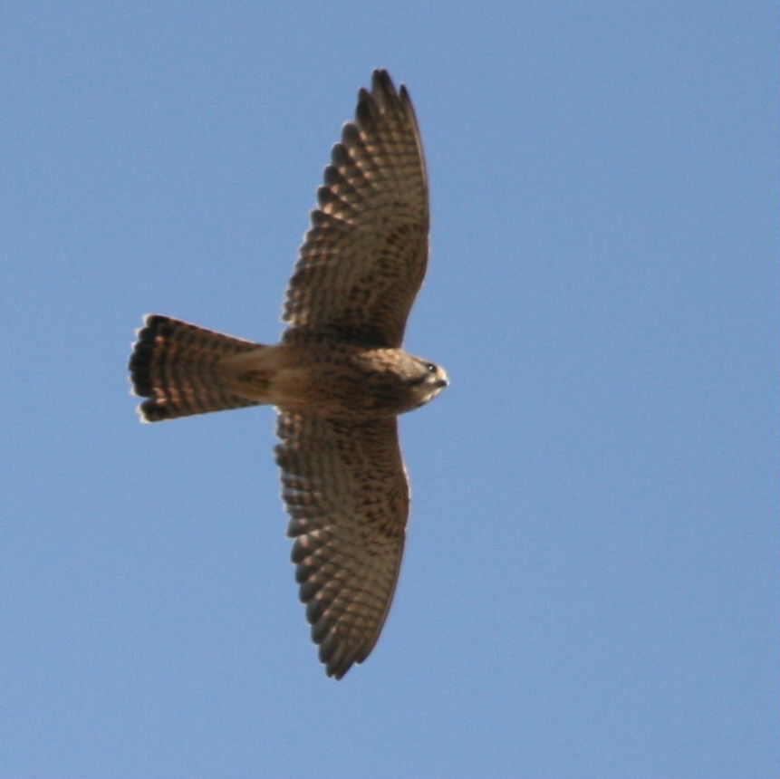 Kestrel in flight