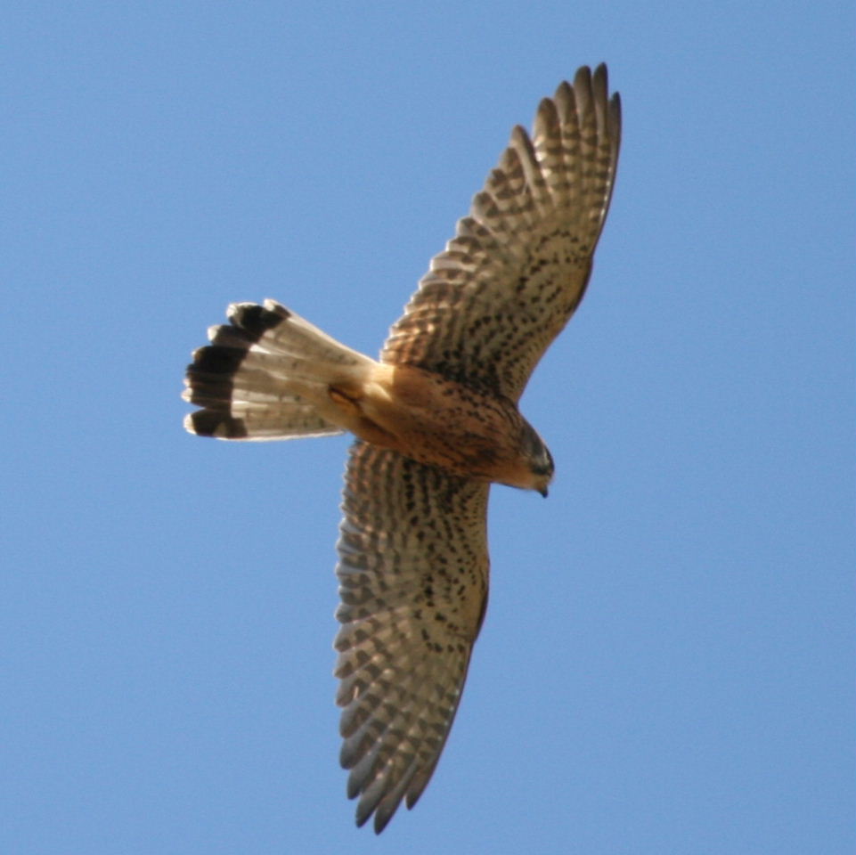 Kestrel in flight