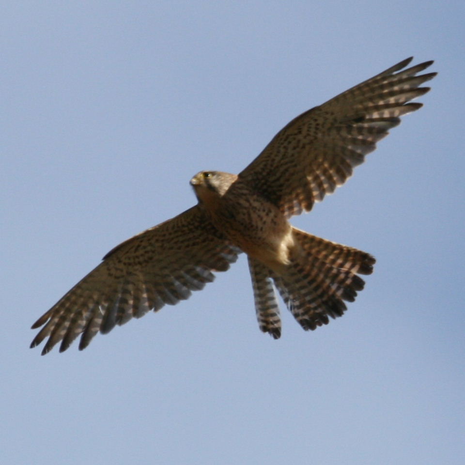 Female Kestrel in flight