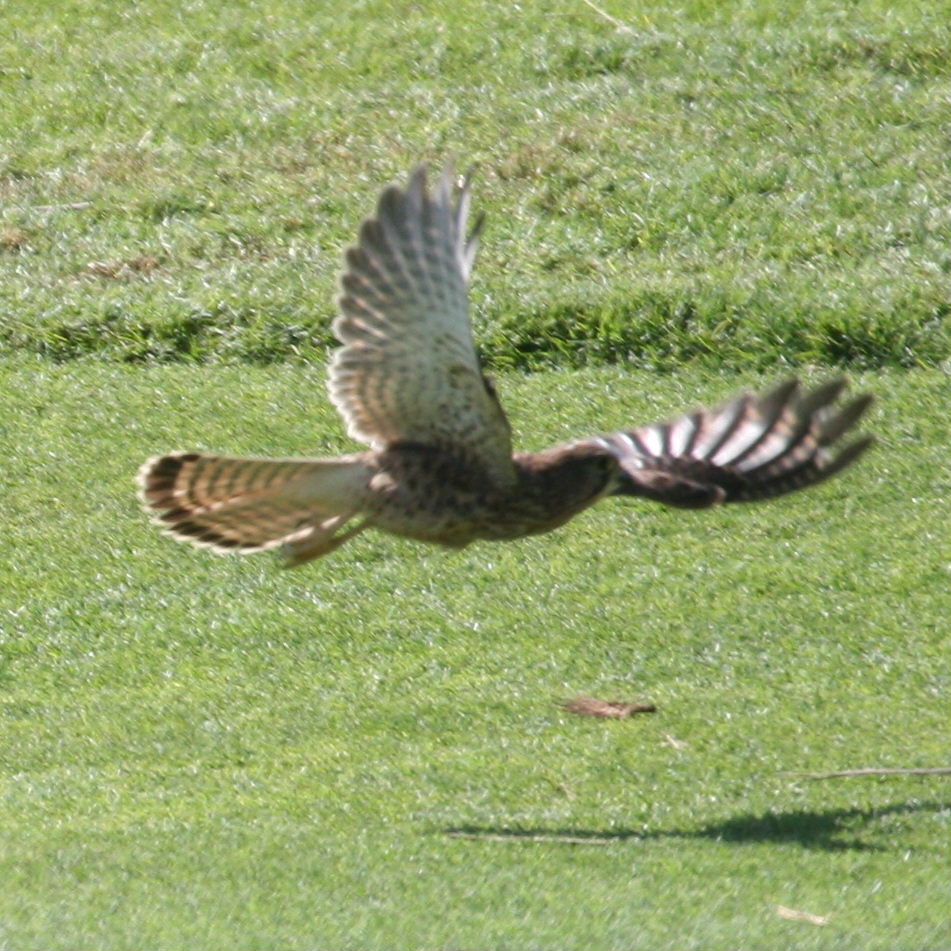 Female Kestrel flying low