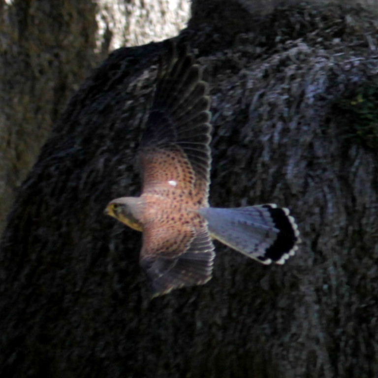 Male Kestrel flying low