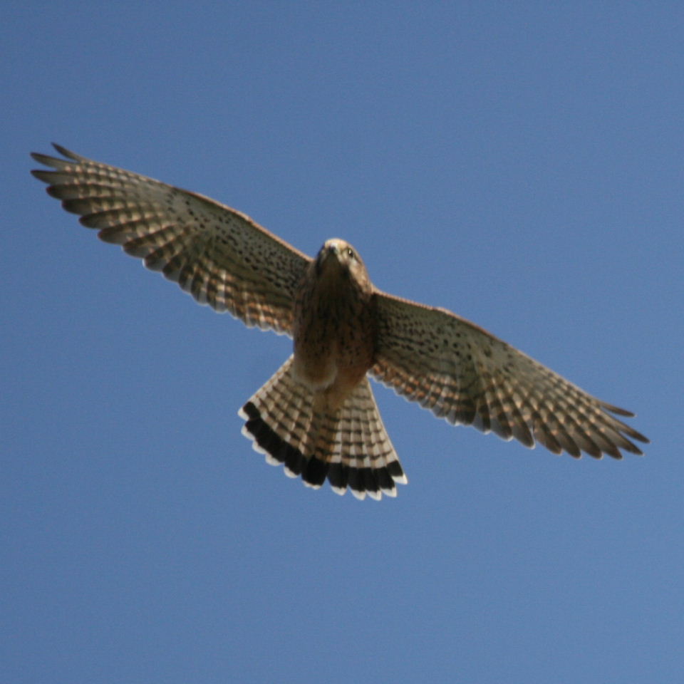 Kestrel in flight