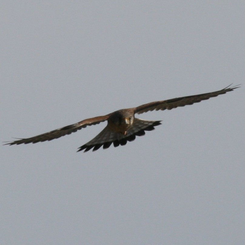 Male kestrel head on