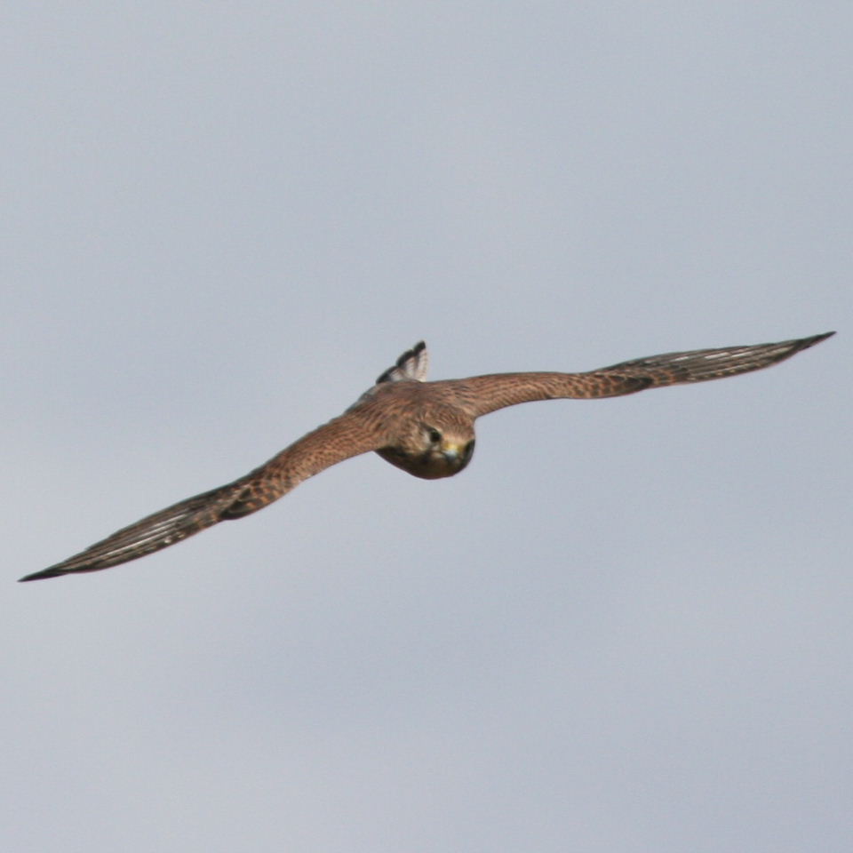 Female kestrel head on