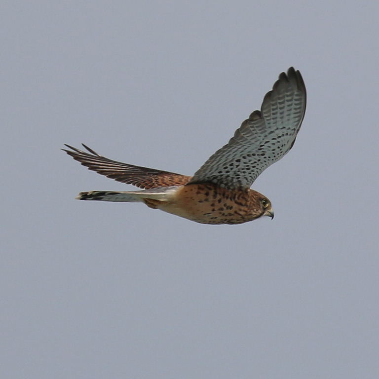 Female Kestrel in flight