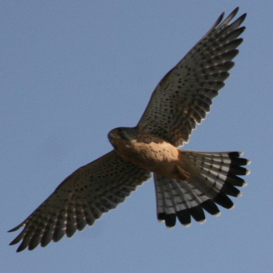 Male Kestrel in flight