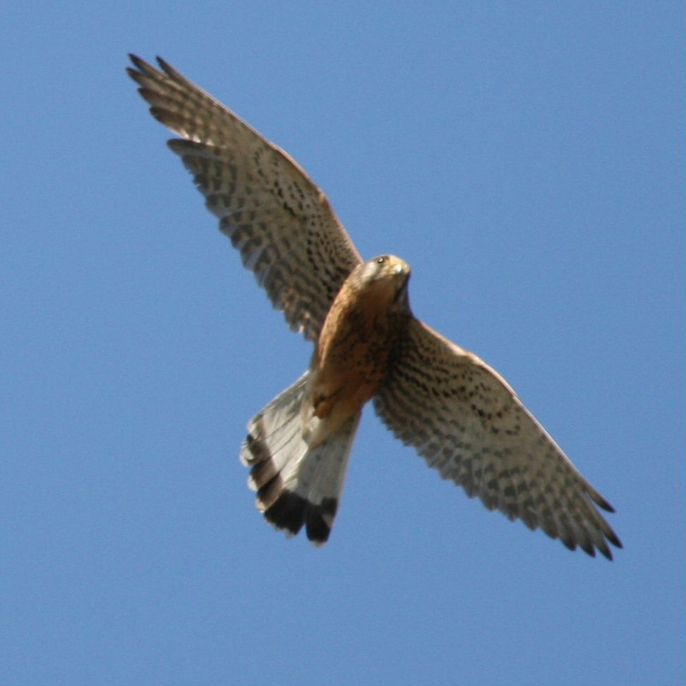 Kestrel in flight