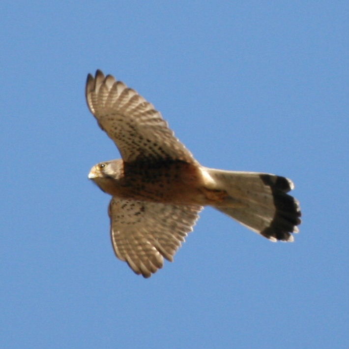 Kestrel in flight