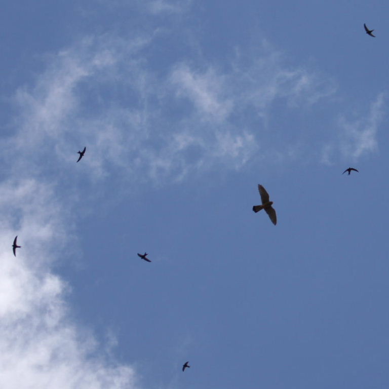 Kestrel chasing swifts
