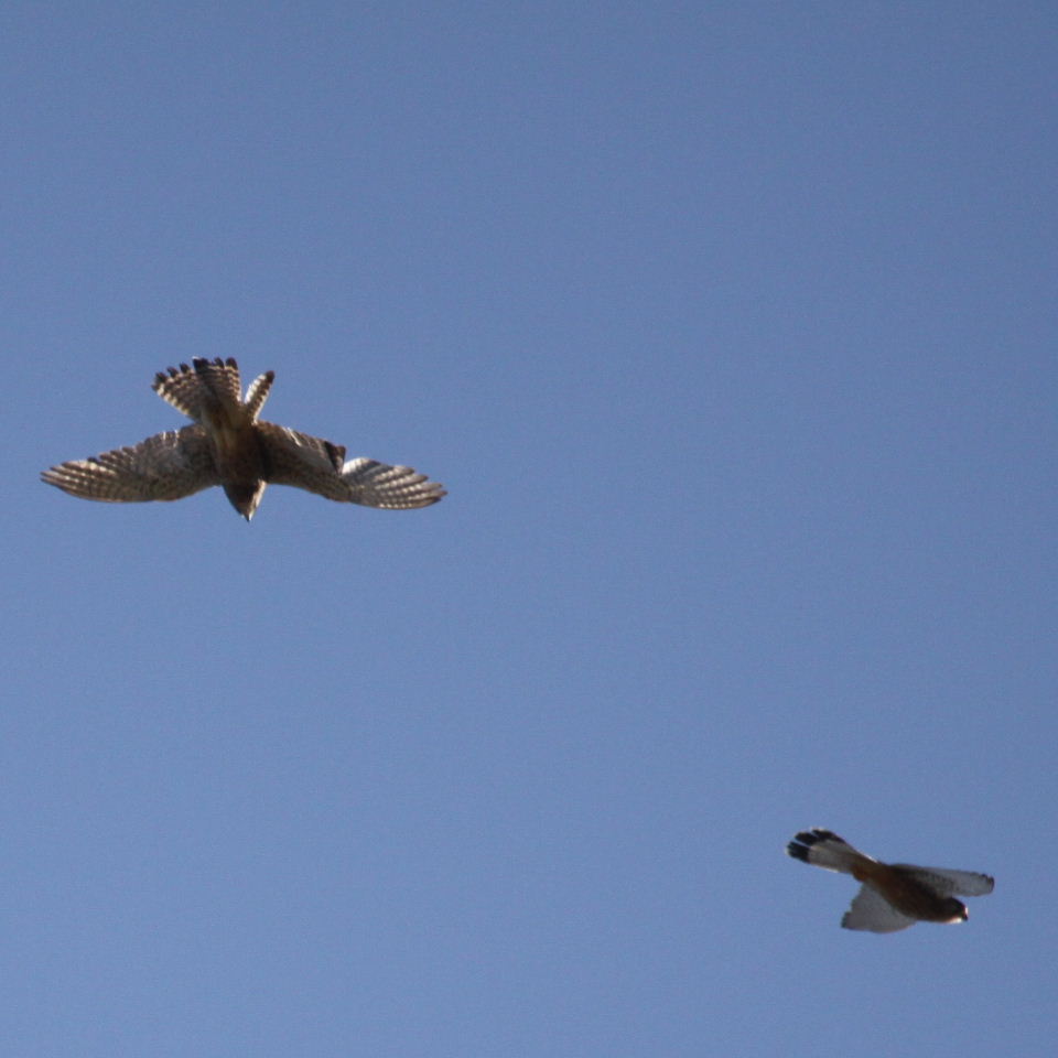 Kestrel pair
