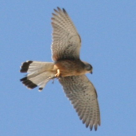 Kestrel with lizard