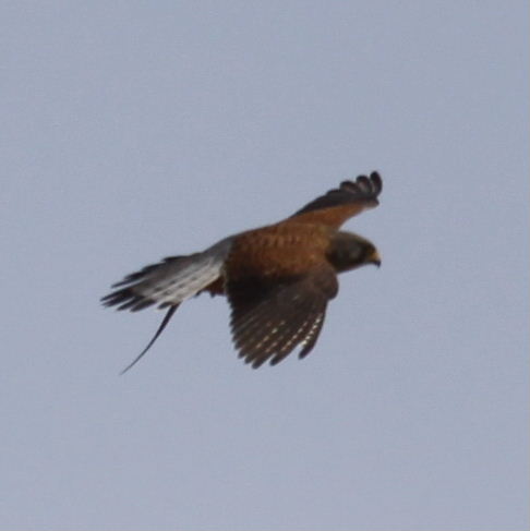 Kestrel with lizard