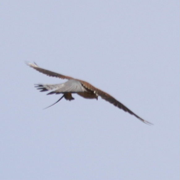 Kestrel with lizard