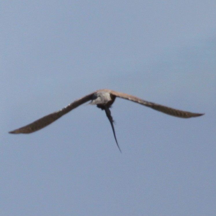 Kestrel with lizard
