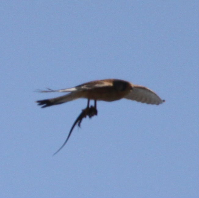 Kestrel with lizard