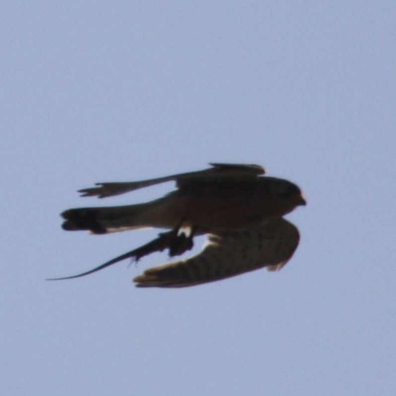 Kestrel with lizard