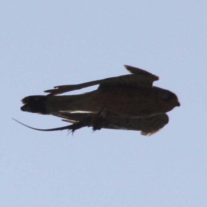 Kestrel with lizard