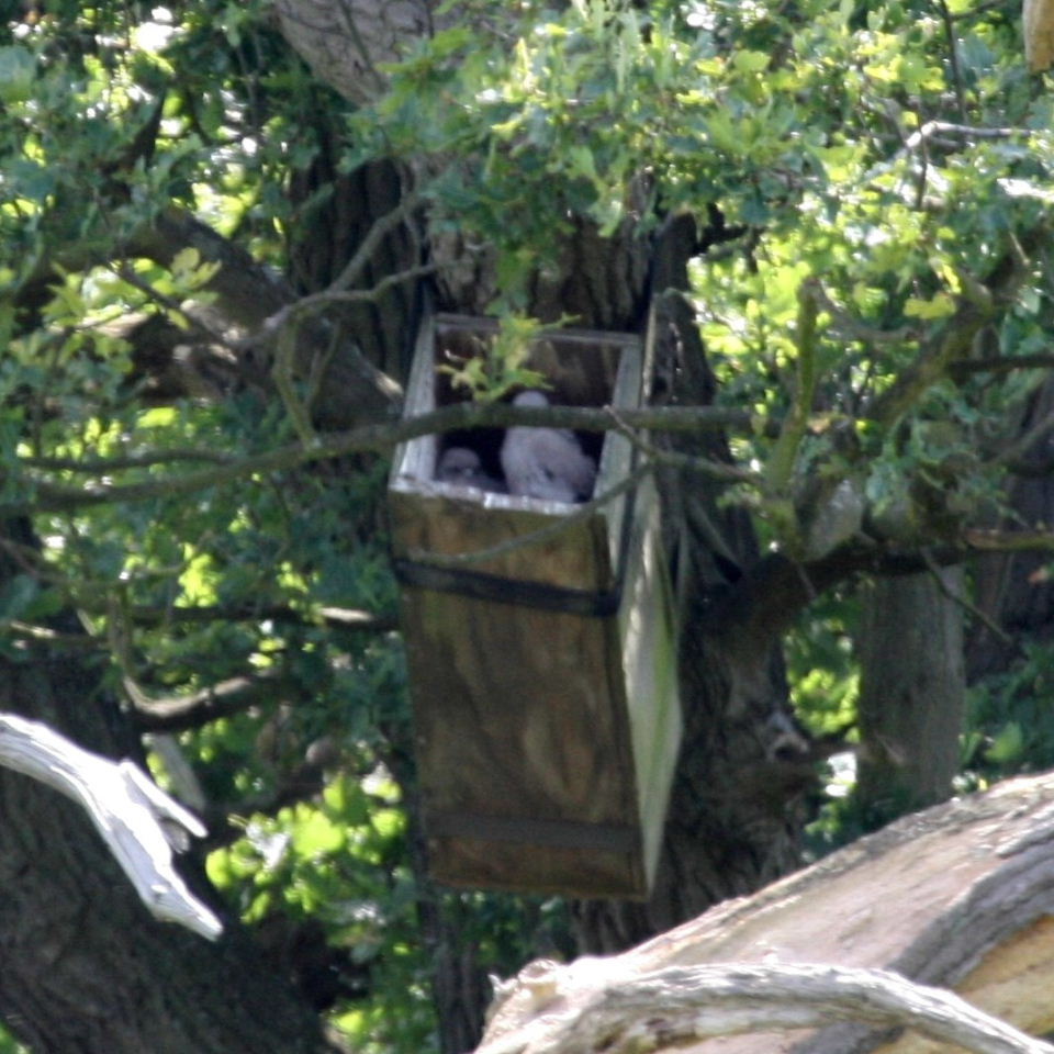 Kestrel chicks in owl nestbox