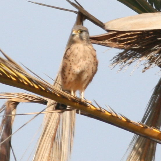 Kestrel male