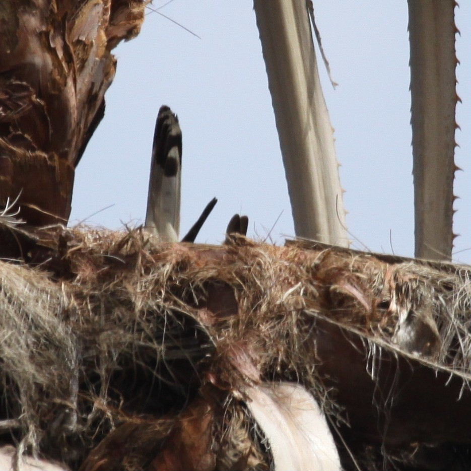 Kestrel on nest