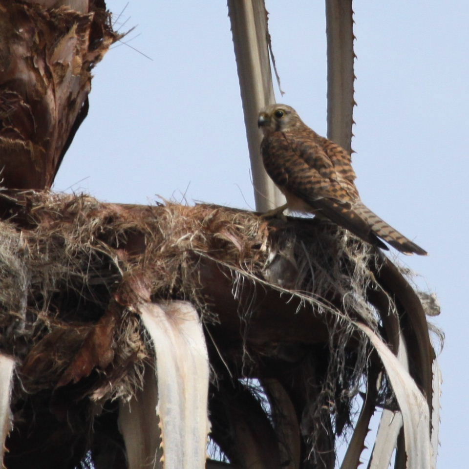 Kestrel on nest
