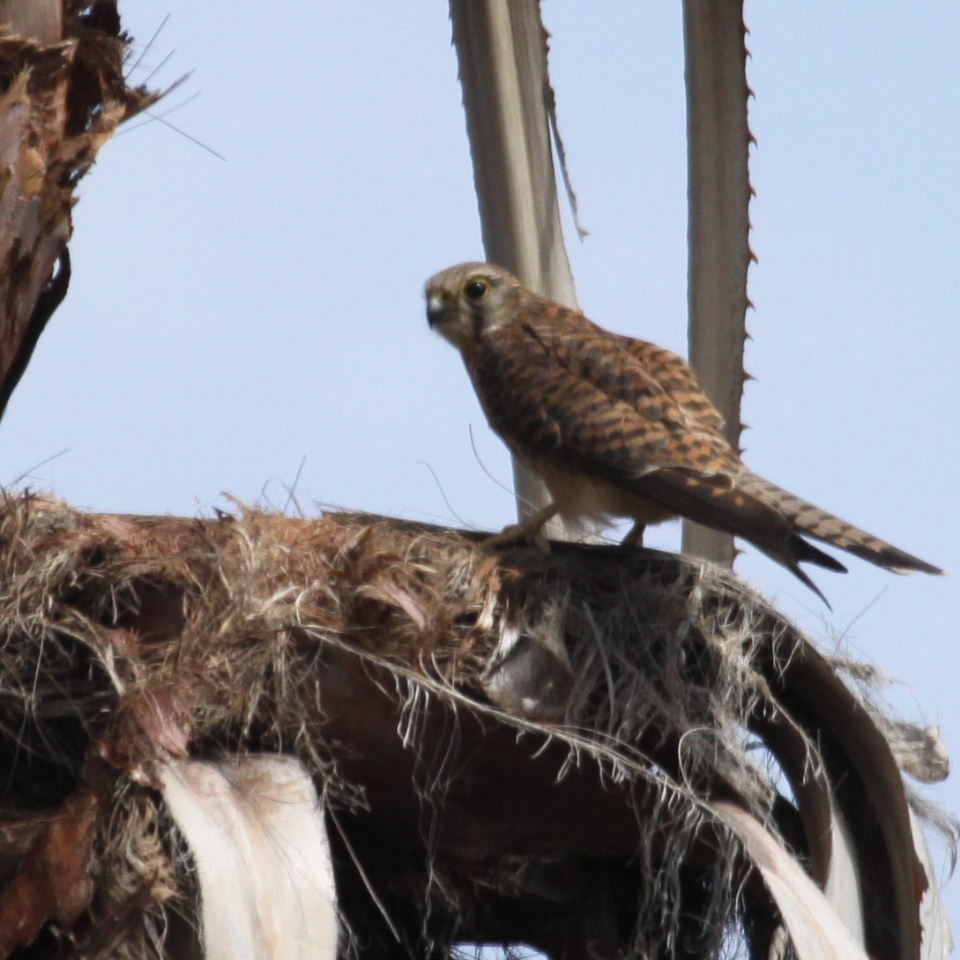 Kestrel on nest