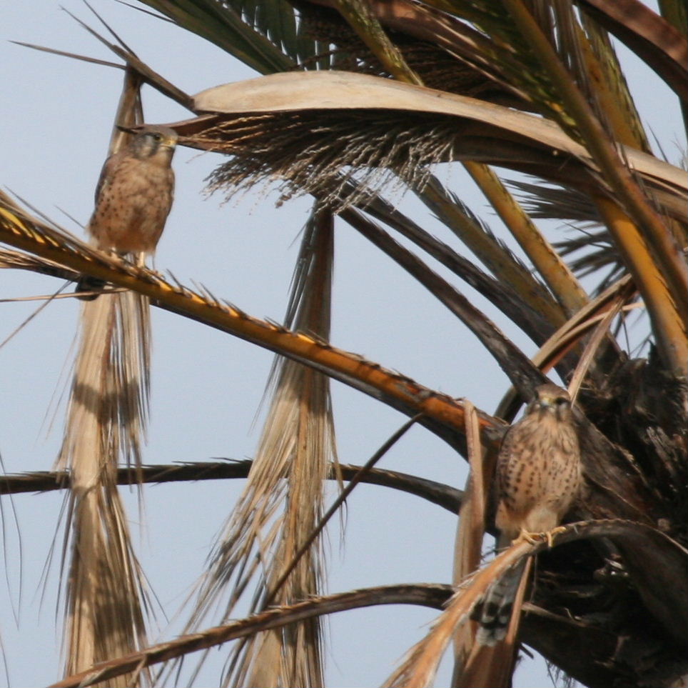 Kestrel pair