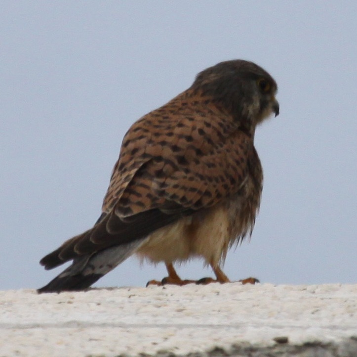Kestrel on hotel