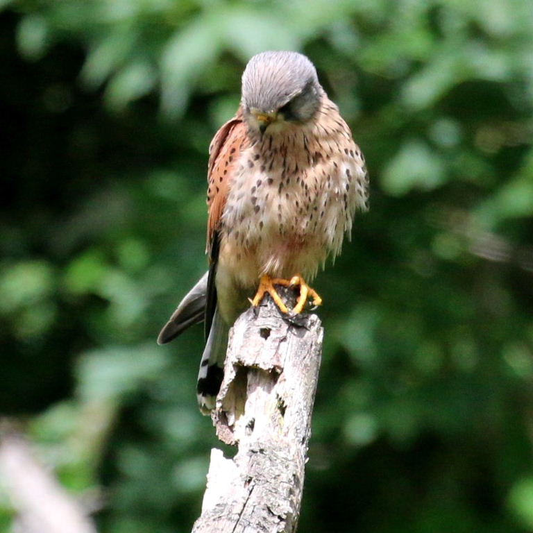 Kestrel on pole