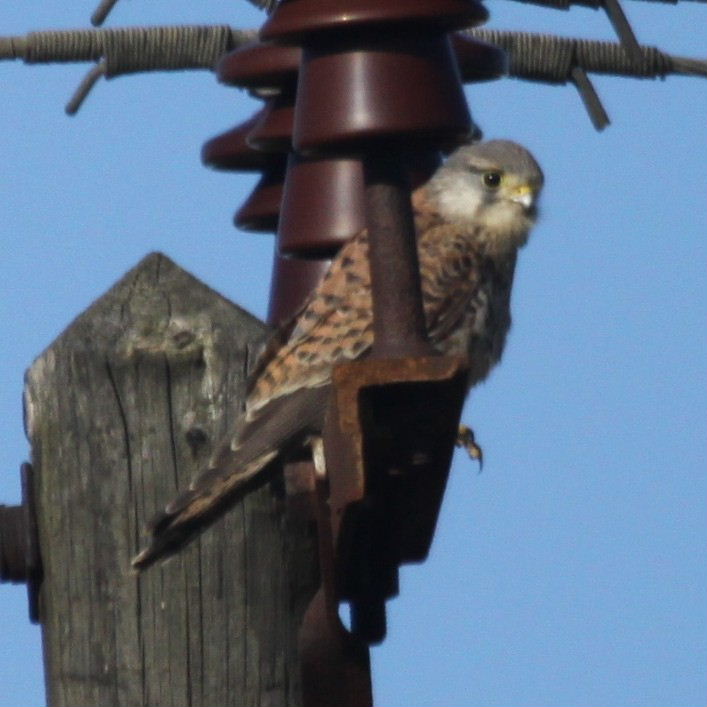 Kestrel on telegraph pole