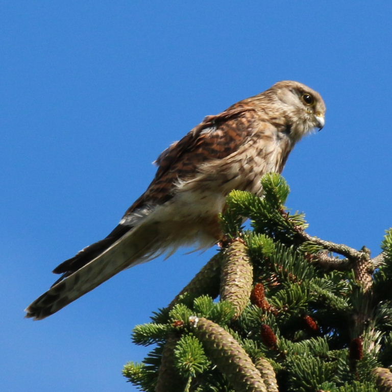 Kestrel on fir tree