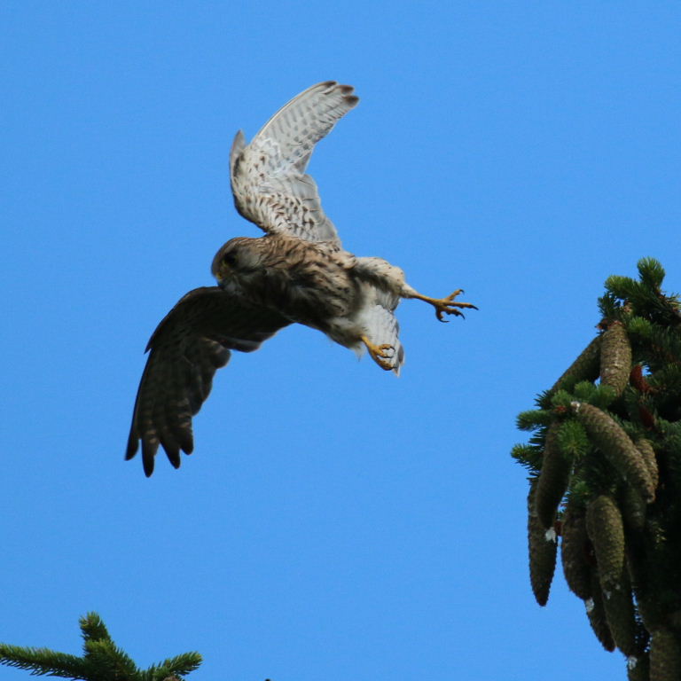 Kestrel on fir tree