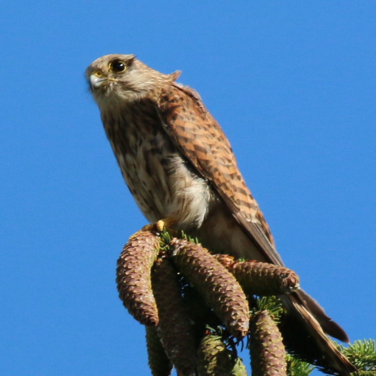 Kestrel on fir tree