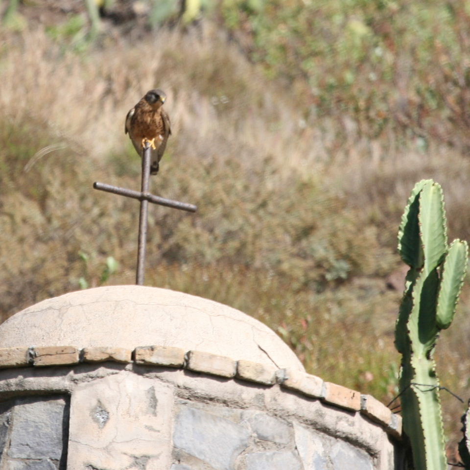 Kestrel on chapel