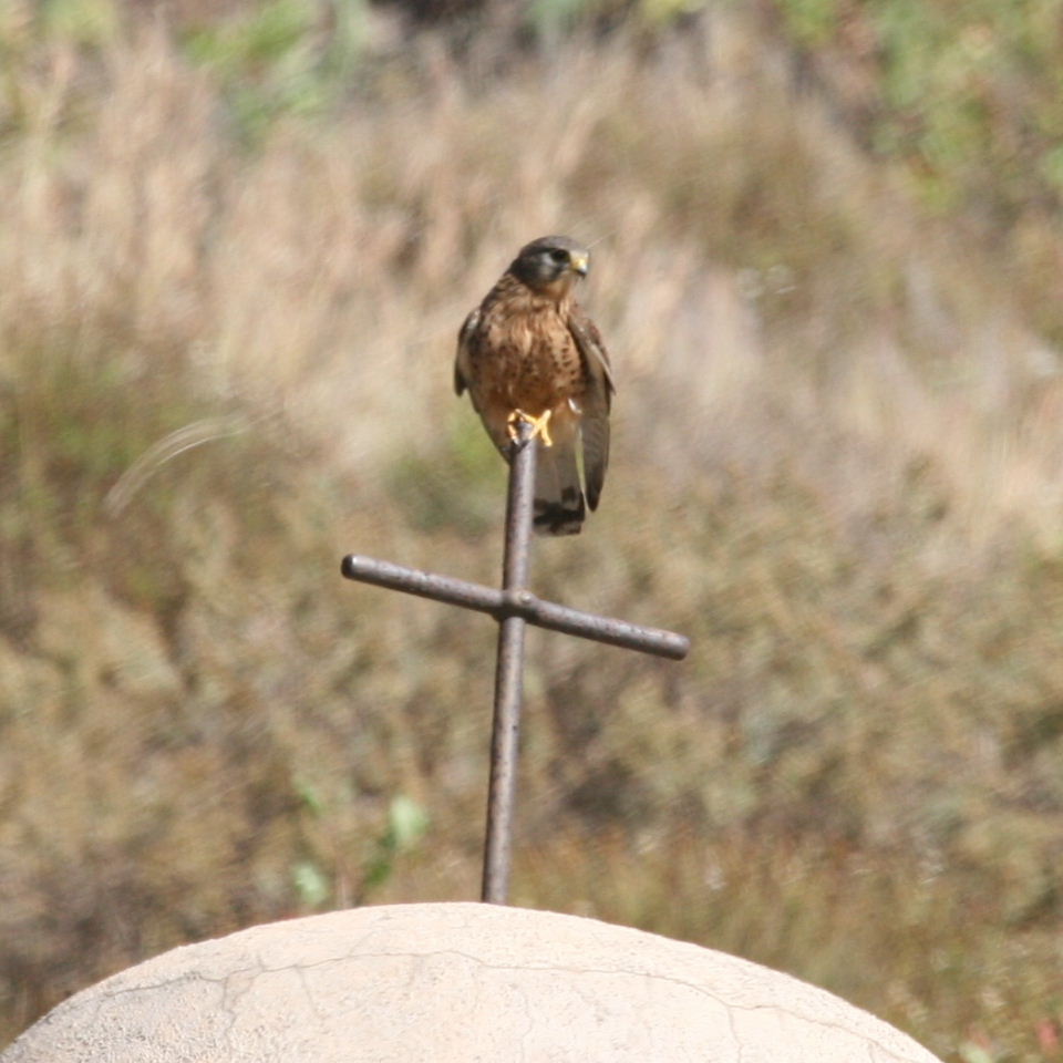 Kestrel on cross