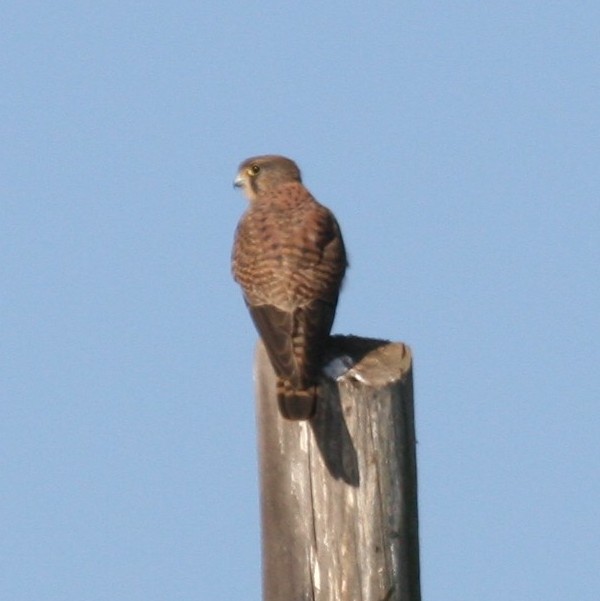 Kestrel on telegraph pole