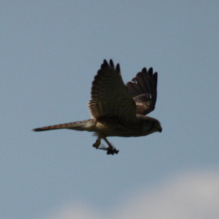 Kestrel with dragonfly