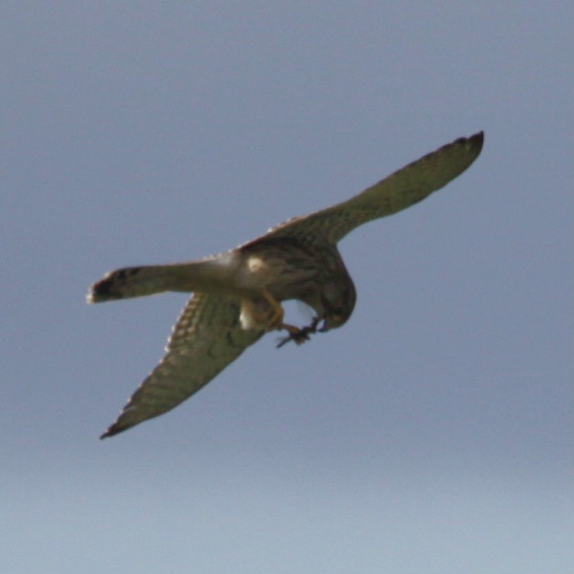 Kestrel with dragonfly