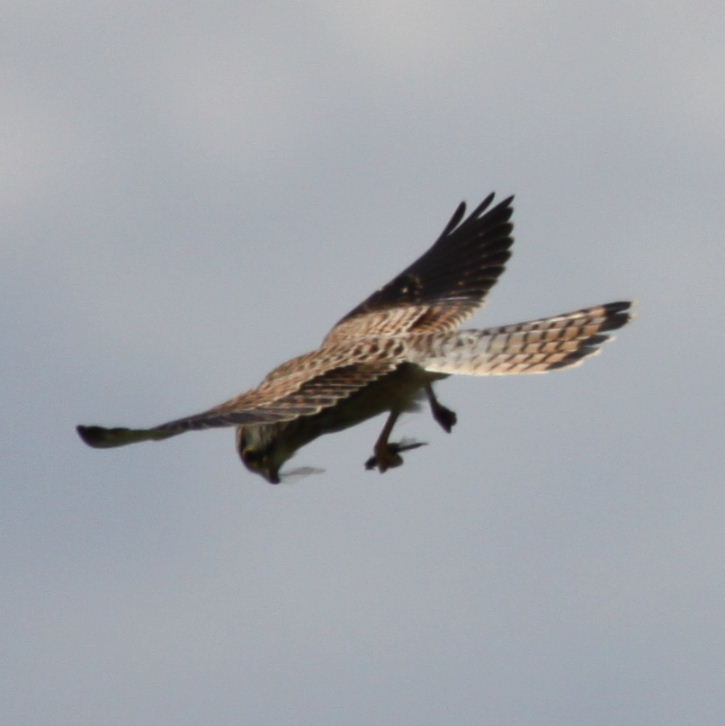 Kestrel with dragonfly