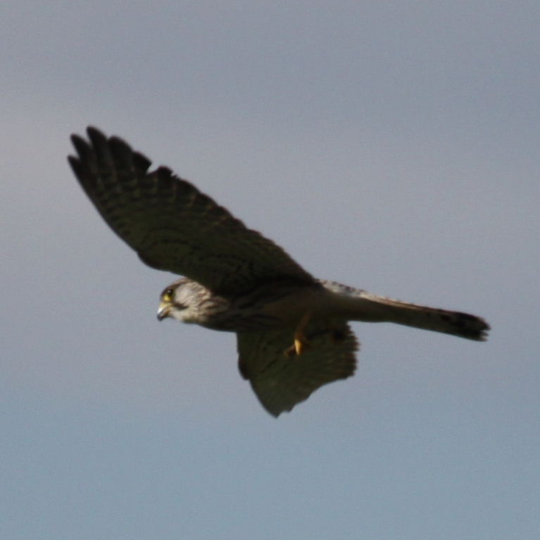 Kestrel with dragonfly