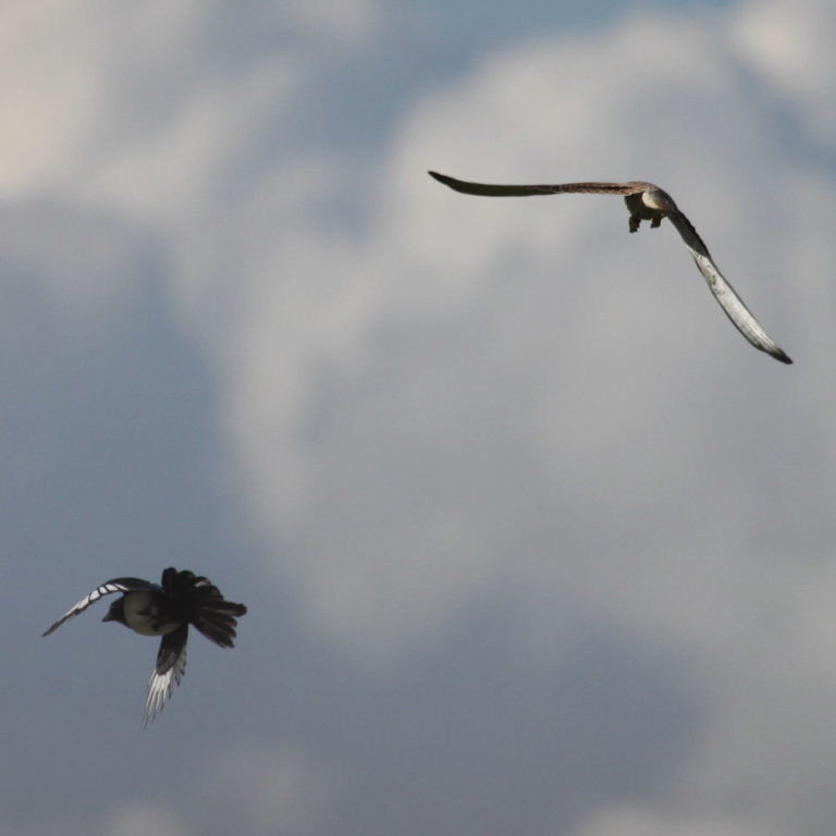 Kestrel and Magpie