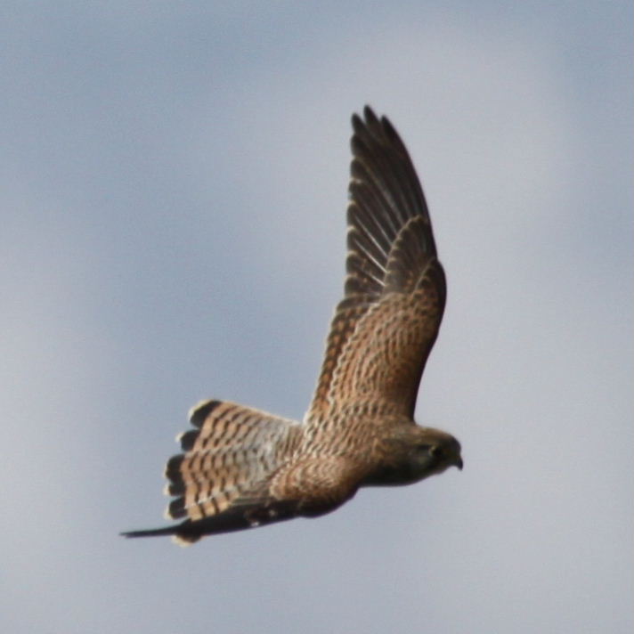 Kestrel in flight