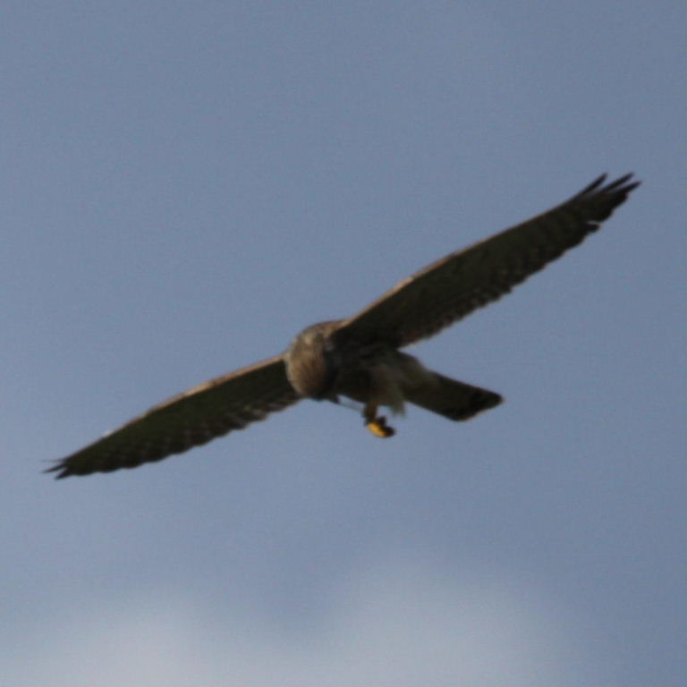 Kestrel with dragonfly