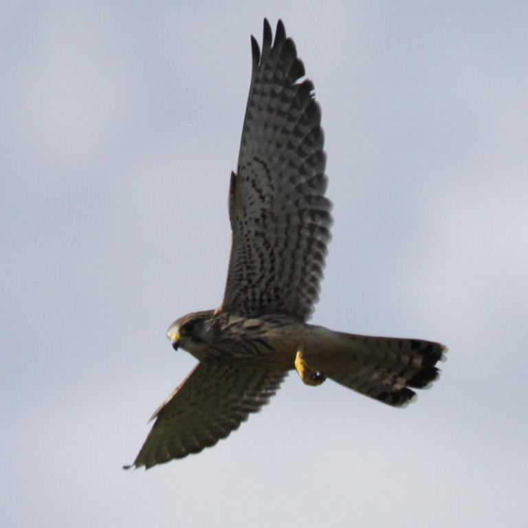 Kestrel with dragonfly