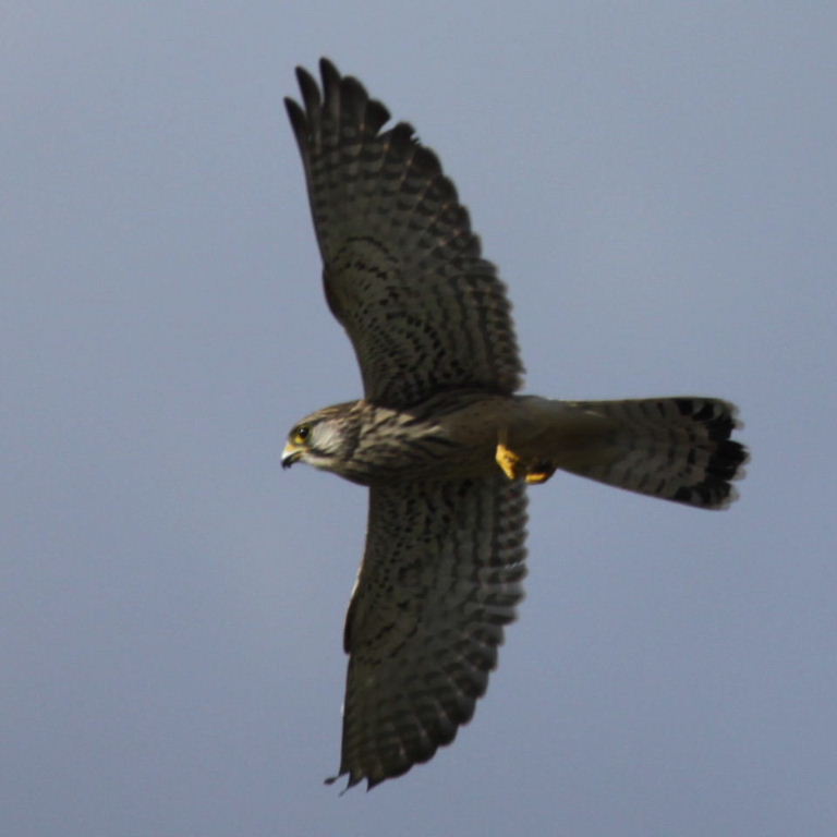 Kestrel 